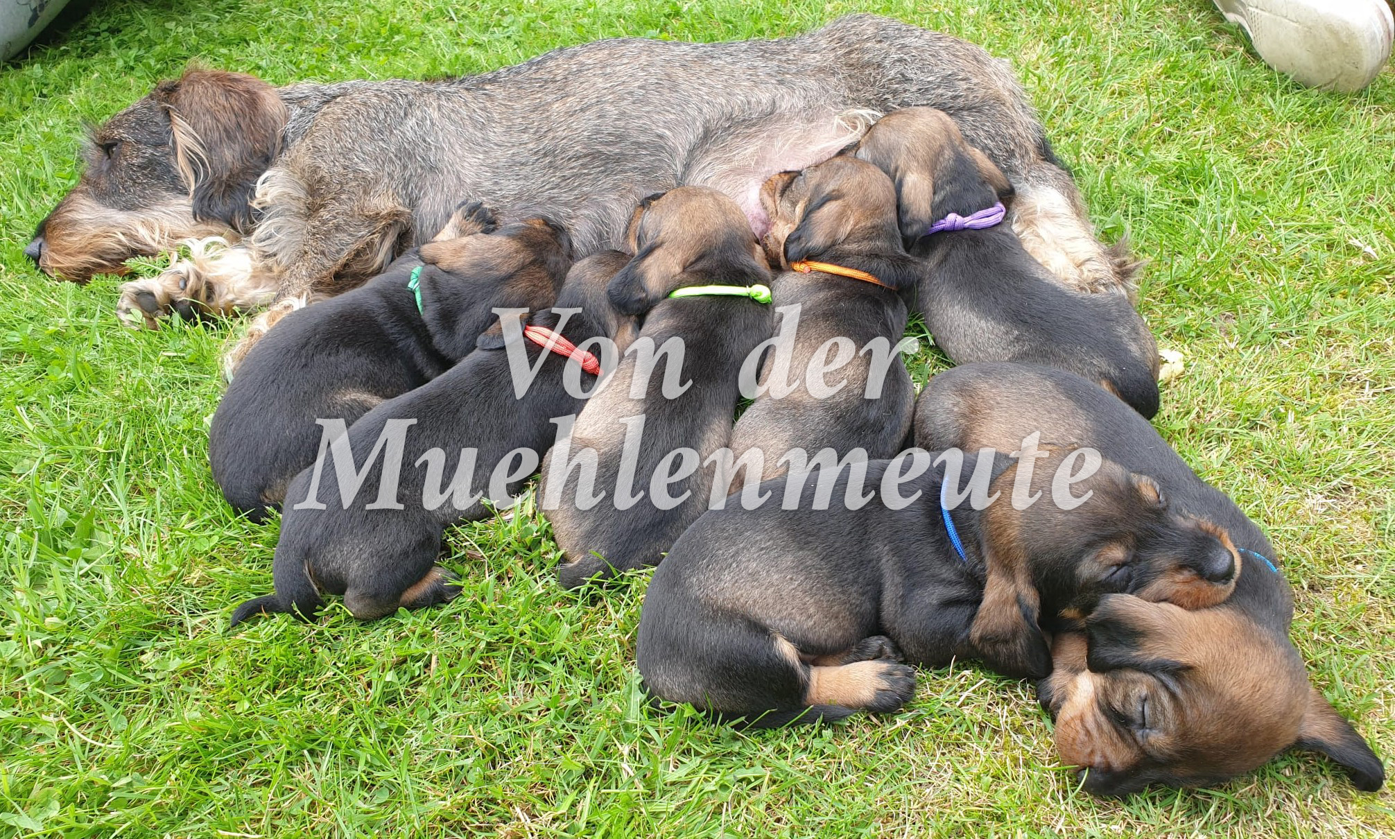 Von der Muehlenmeute